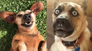 Guilty Dogs Caught In The Act  Hilarious Dog Fails Compilation