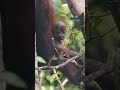 Proof that the orangutan the cutest baby animal 🦧