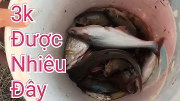 Chỉ cần 3k tiền mồi | Câu cá rô đồng cá tra, cá mè, cá chốt| Giật phê | T296