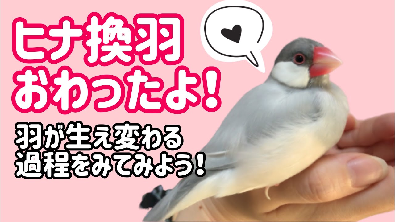白色からシルバーに！？文鳥のヒナ換羽の一部始終を大公開！文鳥よもぎ