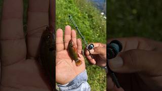 Tiny Rod Catches Tiny Fish!