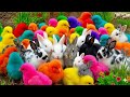 Tangkap Ayam Lucu, Ayam Warna Warni, Ayam Rainbow Gokil, Kelinci, Kucing Lucu, Bebek, Hewan Lucu