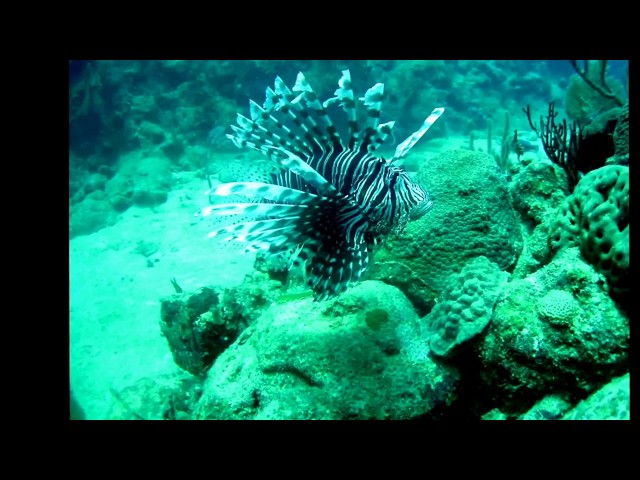 Tracking Lionfish in Cuba!