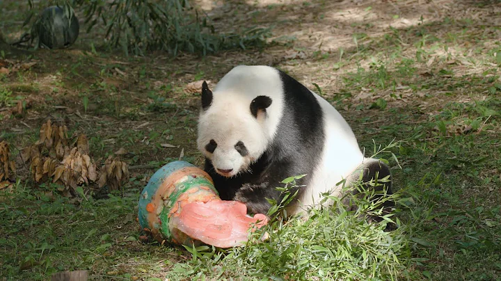 Giant Panda Tian Tian's 26th Birthday: Rad Dad - DayDayNews