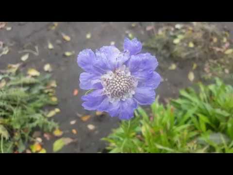 Vidéo: Gros Noyaux D'inflorescences De Scabiosa