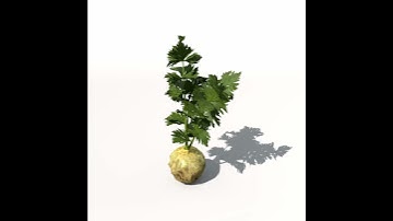 XfrogPlants Celery 3D model from CGTrader.com