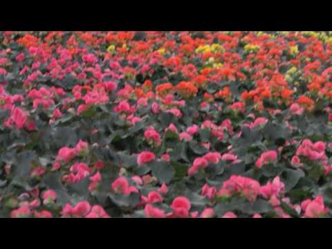 Video: Mansikkageranium-kasvit – vinkkejä mansikkageraniumin kasvattamiseen