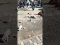 #funnyshorts #rod #commedyvideos #dogvideos #sad #likeandsubscribe #public #railways #shortsviral