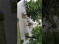 leżajsk idą