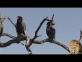 Bateleur Eagle Couple Grooming,