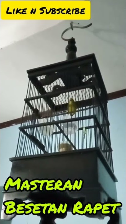 Pleci ngecir untuk merangsang birahi pleci macet