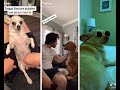 We don't deserve dogs Compilation 2