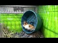 Hamster Running Non Stop on Wheel | Pet Store Energy