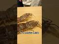 北海道 石狩のシャコ!いただきます!11/19投稿 #料理 #捌き方 #寿司 #捌き #shorts #せり人ムタロー
