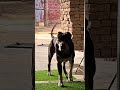 sharp shooter Pitbull Badmashi on top 💀💪#pitbull #pigeonshorts #dogshorts #indiandog #shortvideo