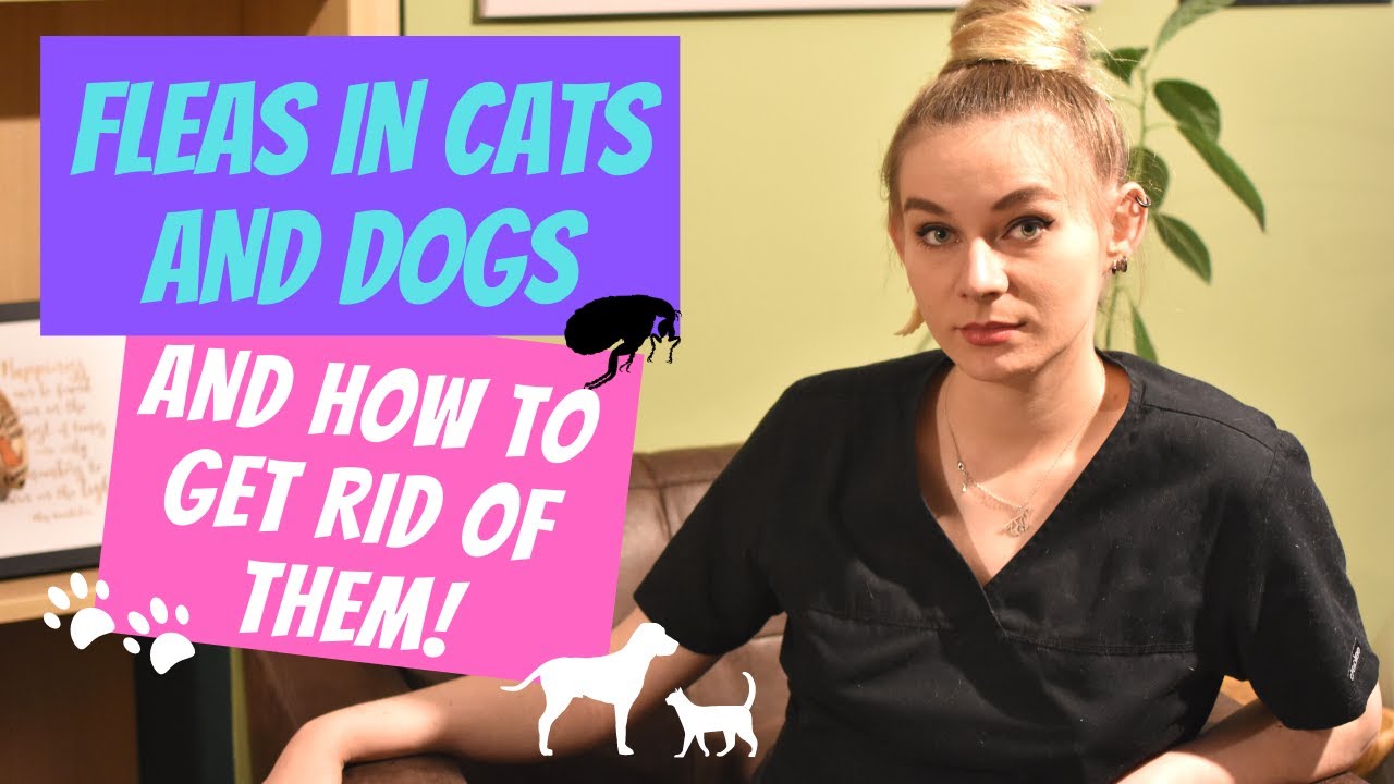 Gallery Detail: Fleas In Dogs And Cats And How To Get Rid