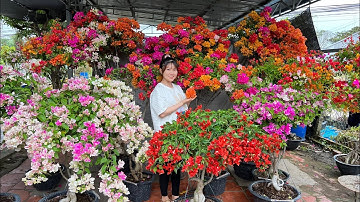 Hoa giấy siêu bông, kẹo nụ hàng chơi Tết 6/1 #0706961085 nhà vườn Ngọc Bích chào bán