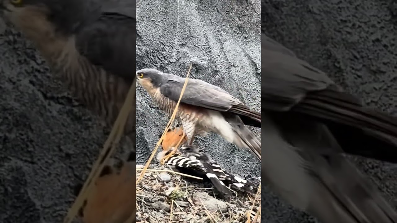 falcon hunts hoopoe. 