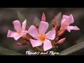 Flowers and Flora -15m of peaceful nature, flowers and trees 1080p