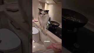 困困：“我就说她自己能充满吧...” #万物可爱计划 #萌宠 #蓝氏奶盾猫粮 #蓝氏猫粮 #猫粮推荐
