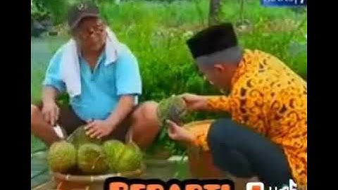 Sami Mawon Setali Tiga Uang