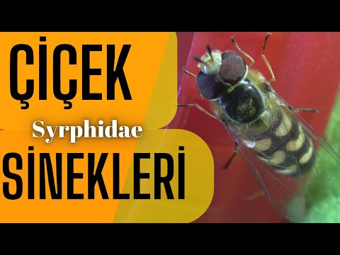 Yararlı sinek var mı? (Çiçek sinekleri)Hoverfly,flower fly (Syrphidae)