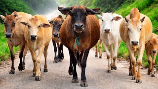 Kawanan sapi sapi jinak berjalan teratur di tengah hutan hijau, Suara lenguhan sapi moo, Lembu jinak