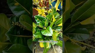 Download Lagu Jenis-jenis Puring (croton) 023: Puring Mangga Hijau MP3