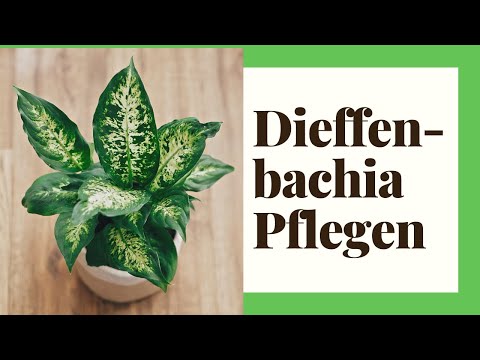 Video: Dieffenbachia (Dieffenbachia) - Sorten, Fortpflanzung, Agrartechnologie