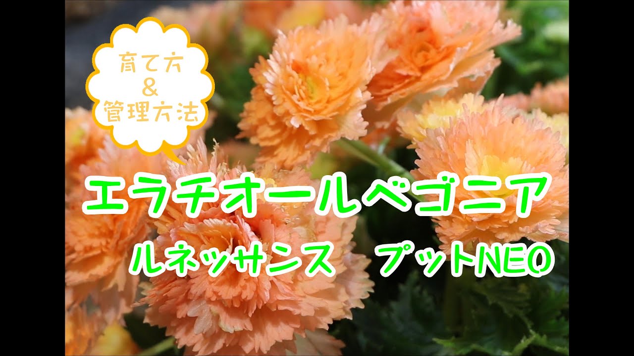 おすすめ植物～3月6日♪エラチオールベゴニア ルネッサンス プットNEO