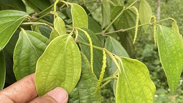 Cách chăm sóc giúp cho chuỗi tiêu được dài và hạn chế bị răng cưa.