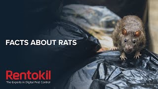Facts About Rats That Will Blow Your Mind | Rentokil Pest Control Ireland