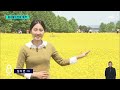 햇살 아래 노란 유채꽃..상춘객 얼굴엔 웃음꽃이 / SBS 8뉴스