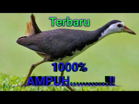 SUARA PIKAT BURUNG RUAK-RUAK ASLI SUARA JERNIH