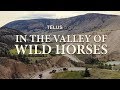 In The Valley Of Wild Horses