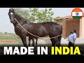 6 RARE Indian Origin Horse Breeds You Don T Know About 