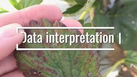 Monitoring for two-spotted spider mite (Tetranychus urticae) on low tunnel strawberry