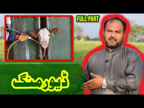 جانوروں کے پیٹ کے کیڑے کیسے حتم کیے جا سکتےہیں؟ || How to get rid of worms in animal stomach?