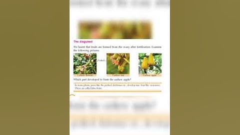 Standard6|Basic science|False fruit