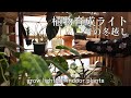 【Plant】SUB│植物育成ライトでの冬越し│フィリップスLED植物ライト