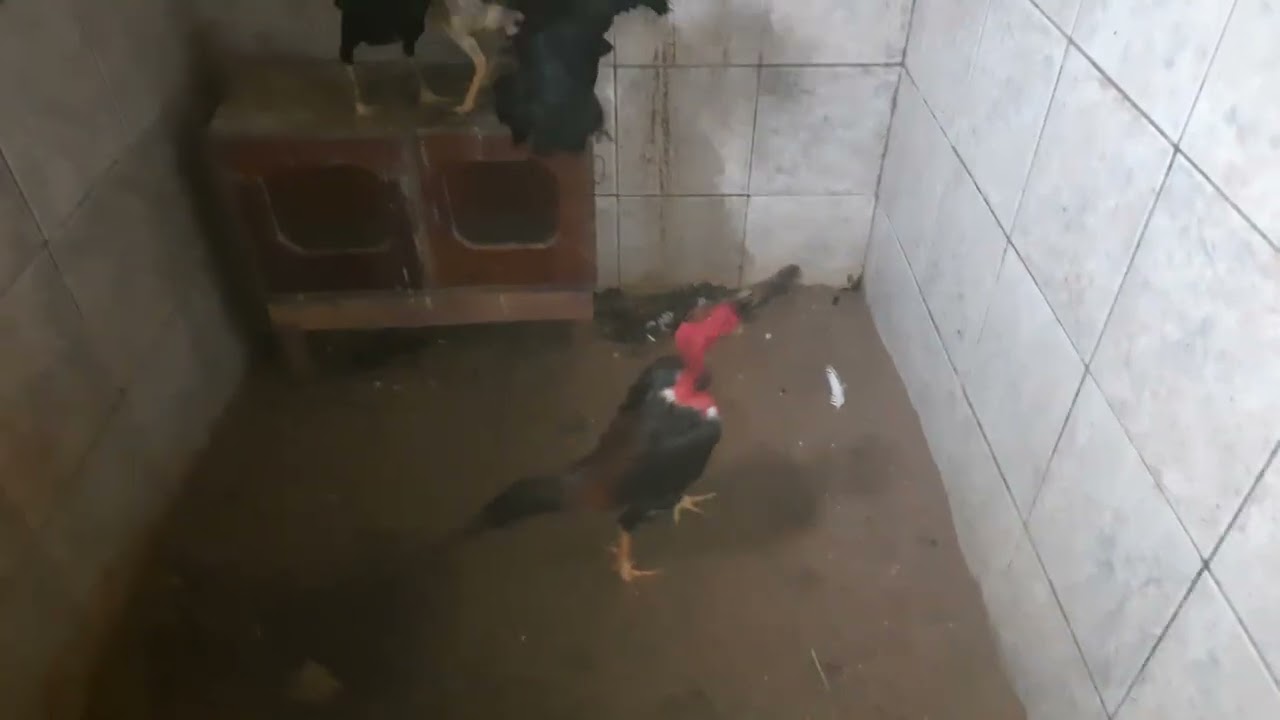 Criatorio apaixonados por polacos vídeo 77