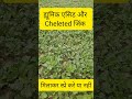 ह्यूमिक एसिड और cheleted जिंक।#Shorts #humic_acid_benefits #shortsfeed #shortsvideo #shortsviral