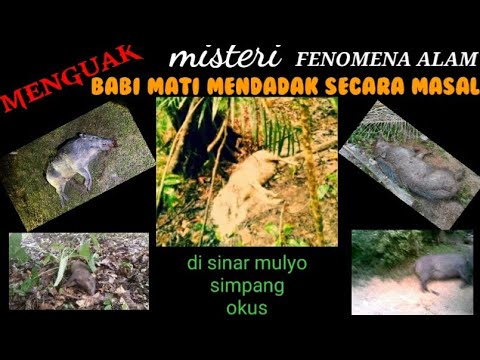 Video: Sebiji Bola Cahaya Yang Misterius Membunuh Seekor Babi Liar - Pandangan Alternatif