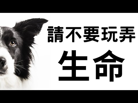 【領養代替購買】揭開寵物店的陰暗一面