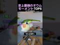 史上最強のオウムモーメントTOP6