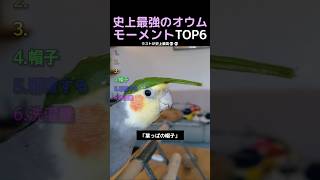史上最強のオウムモーメントTOP6