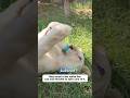 Saving a lost white lion cub #shorts
