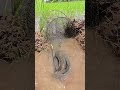 fishing  #fish #fishingvideo #fishinglife #fish