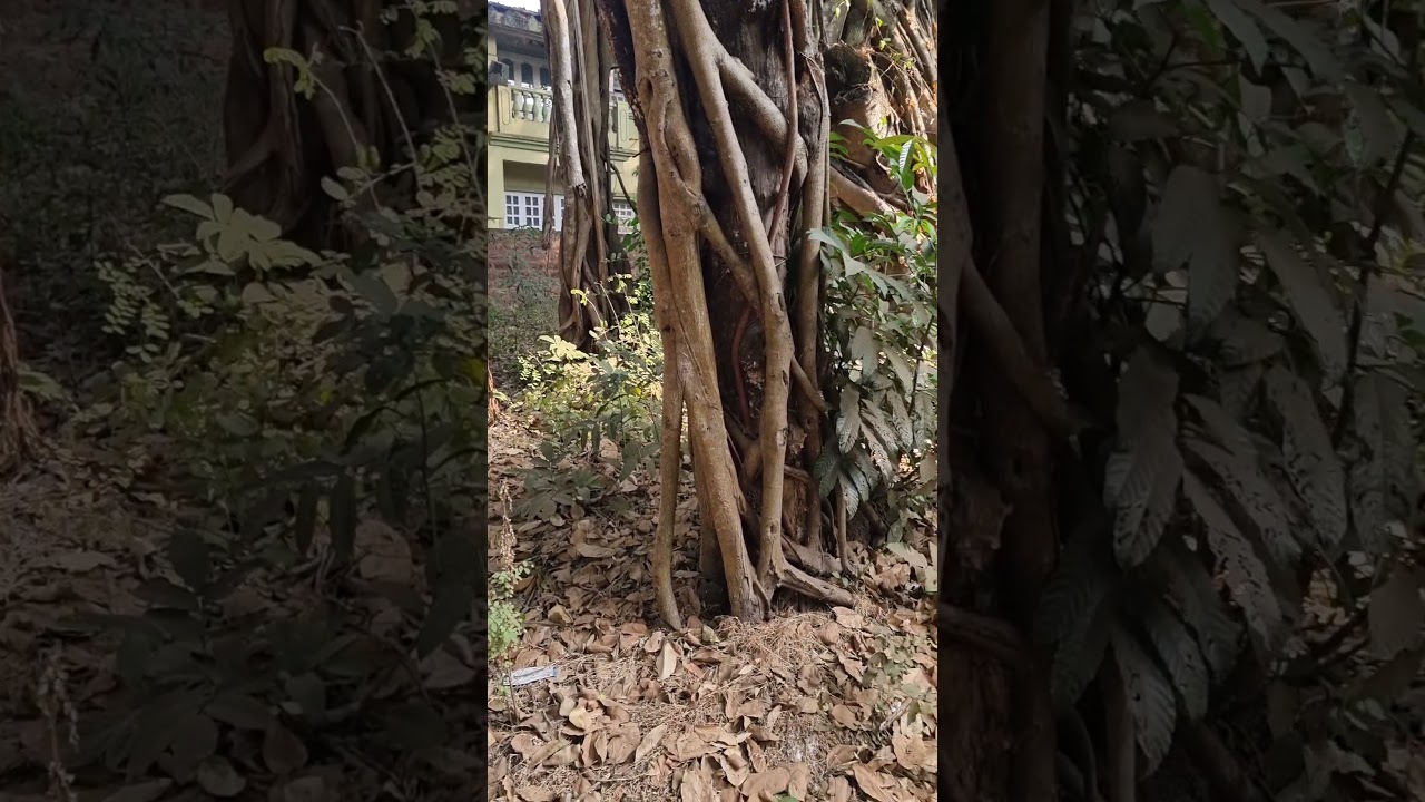 Индийская собака выжила в костре! ;)