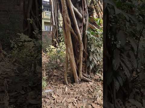 Индийская собака выжила в костре! ;)